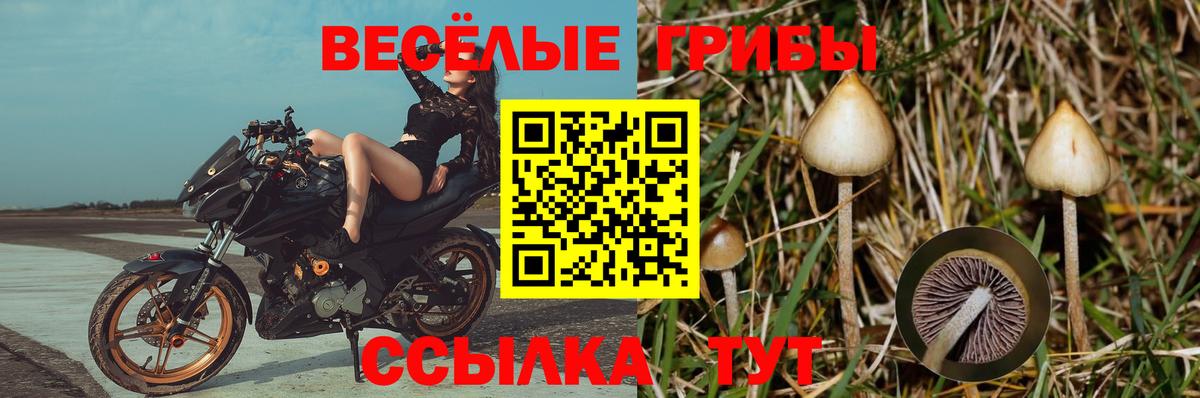 Псилоцибиновые грибы Psilocybe Волхов